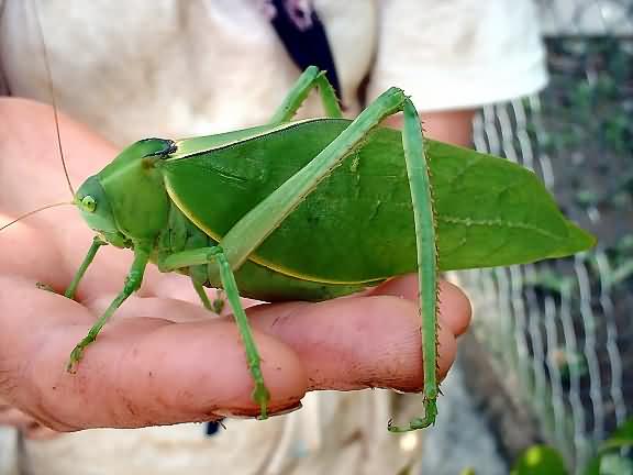 big-green-bug-from-la-rivera-july2002-jpg